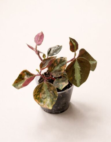 Peperomia Metallica Crème Brûlée