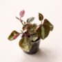 Peperomia Metallica Crème Brûlée