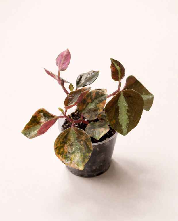 Peperomia Metallica Crème Brûlée