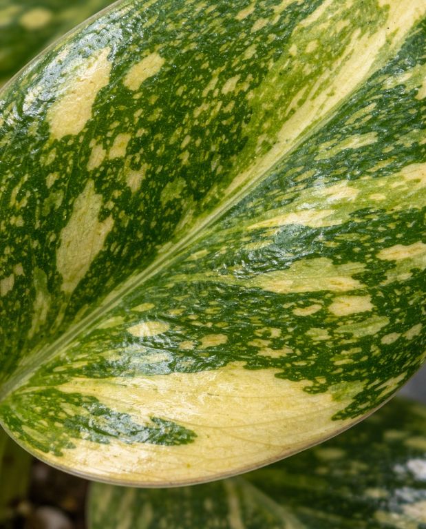 philodendron green congo