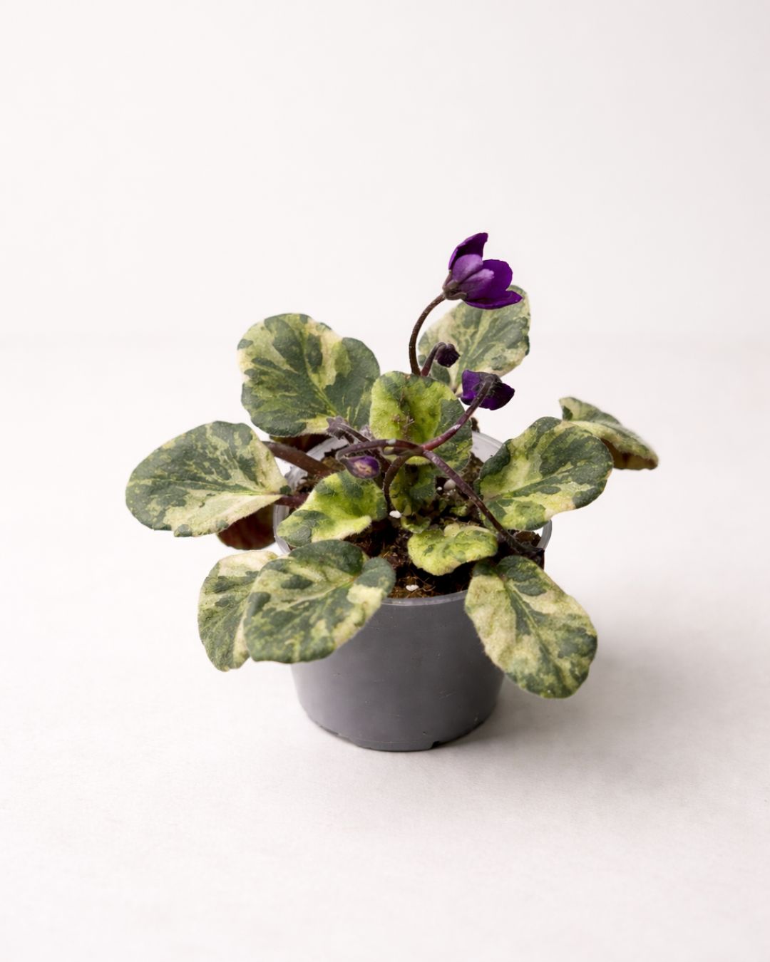 Saintpaulia Marble – Violette Africaines