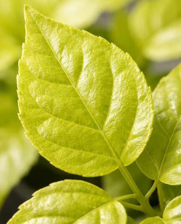 Radermachera sinica Aurea