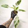 Philodendron Emerald Queen Variegata