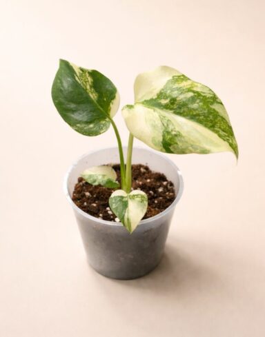 Monstera Crème Brûlée