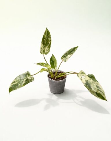 Philodendron Emerald Queen Variegata