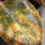 Peperomia Metallica Crème Brûlée