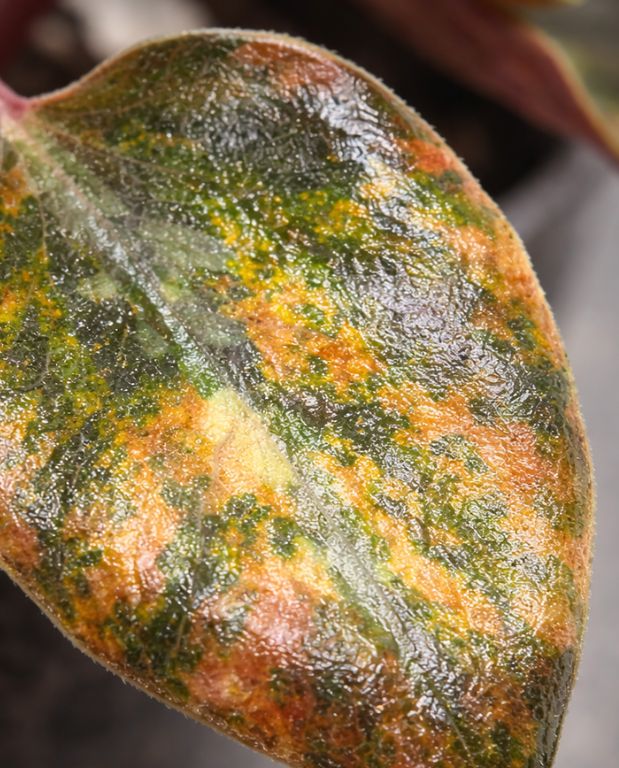 Peperomia Metallica Crème Brûlée