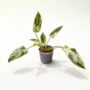 Philodendron Emerald Queen Variegata
