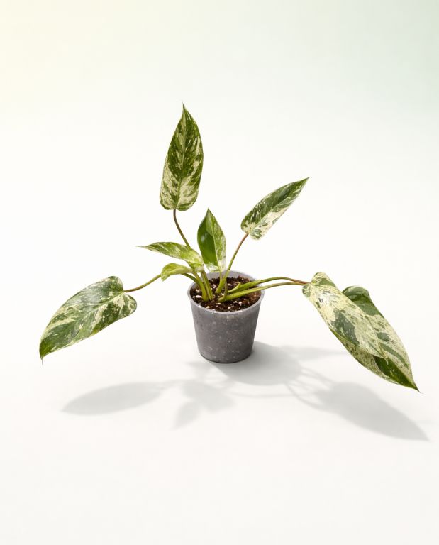 Philodendron Emerald Queen Variegata