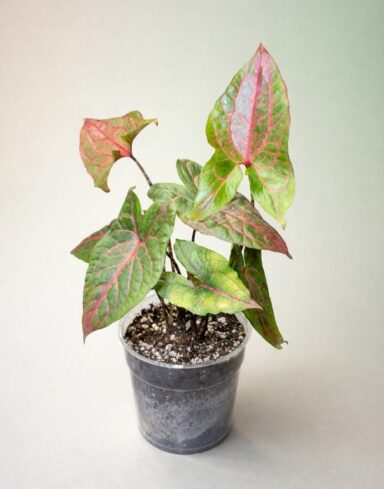 Alocasia Cyrtosperma Johnstonii - Alocasia Black Jack