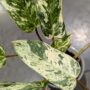 Philodendron Emerald Queen Variegata
