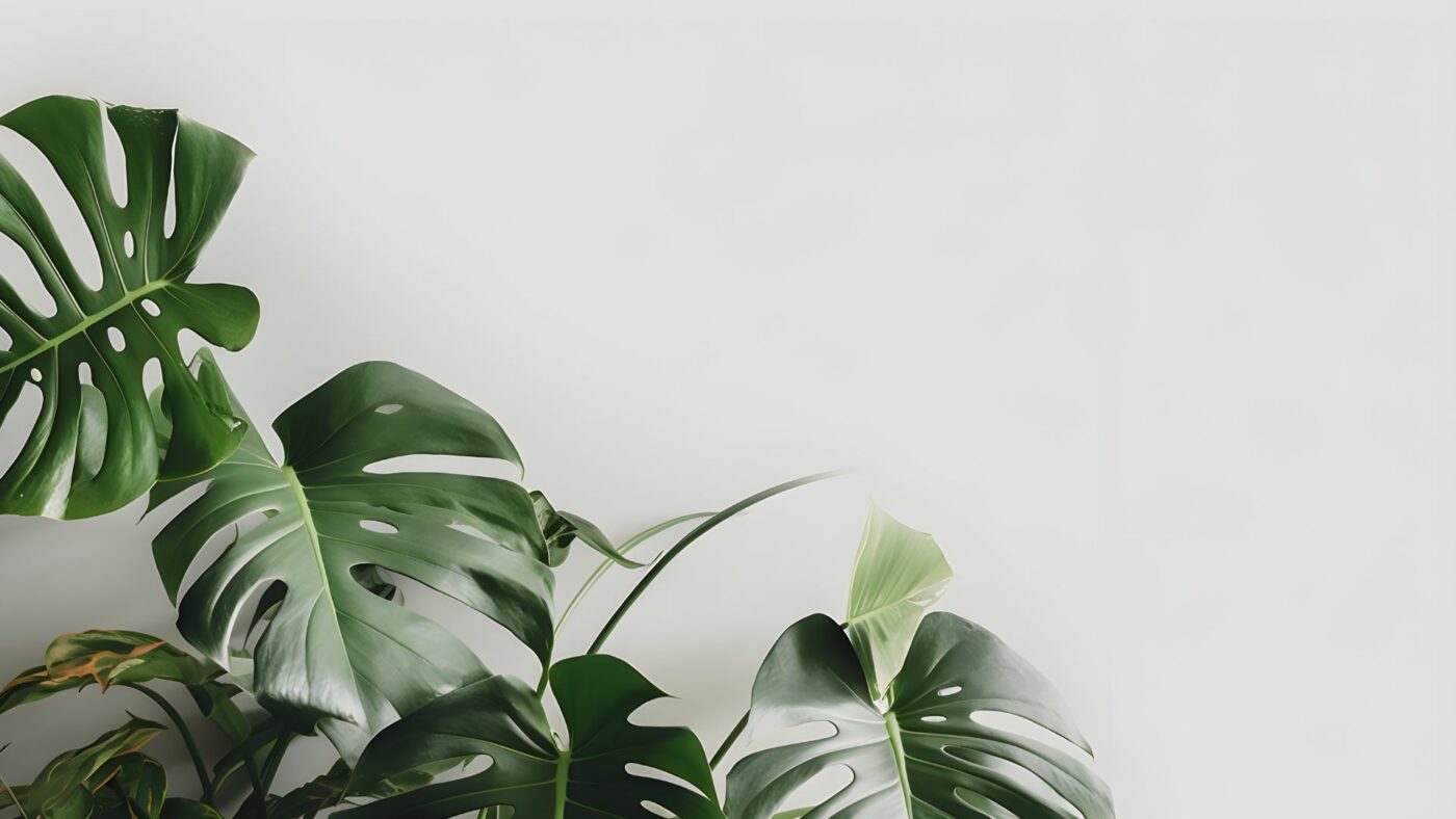 Comment bouturer une monstera