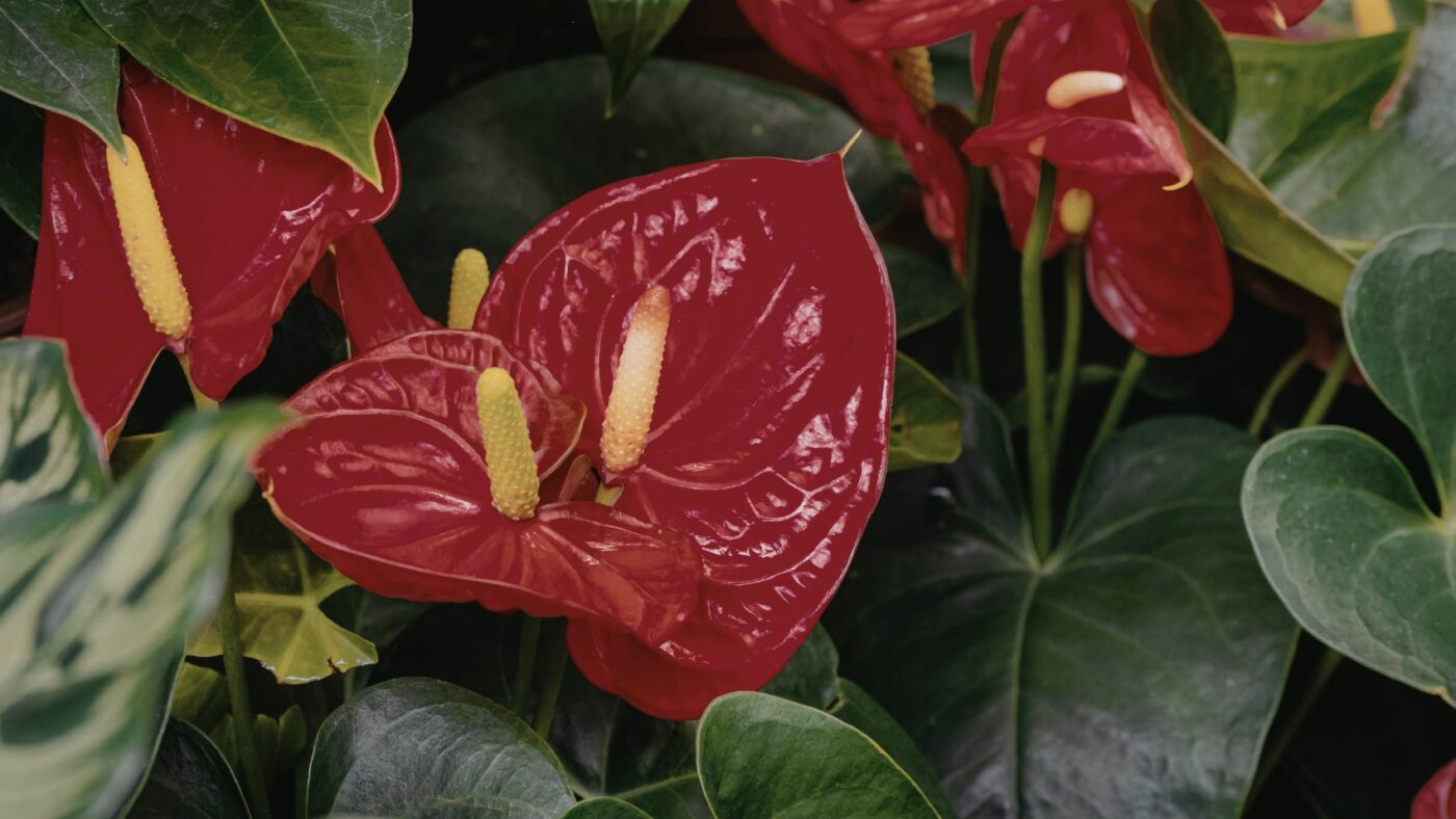 Comment faire refleurir un anthurium