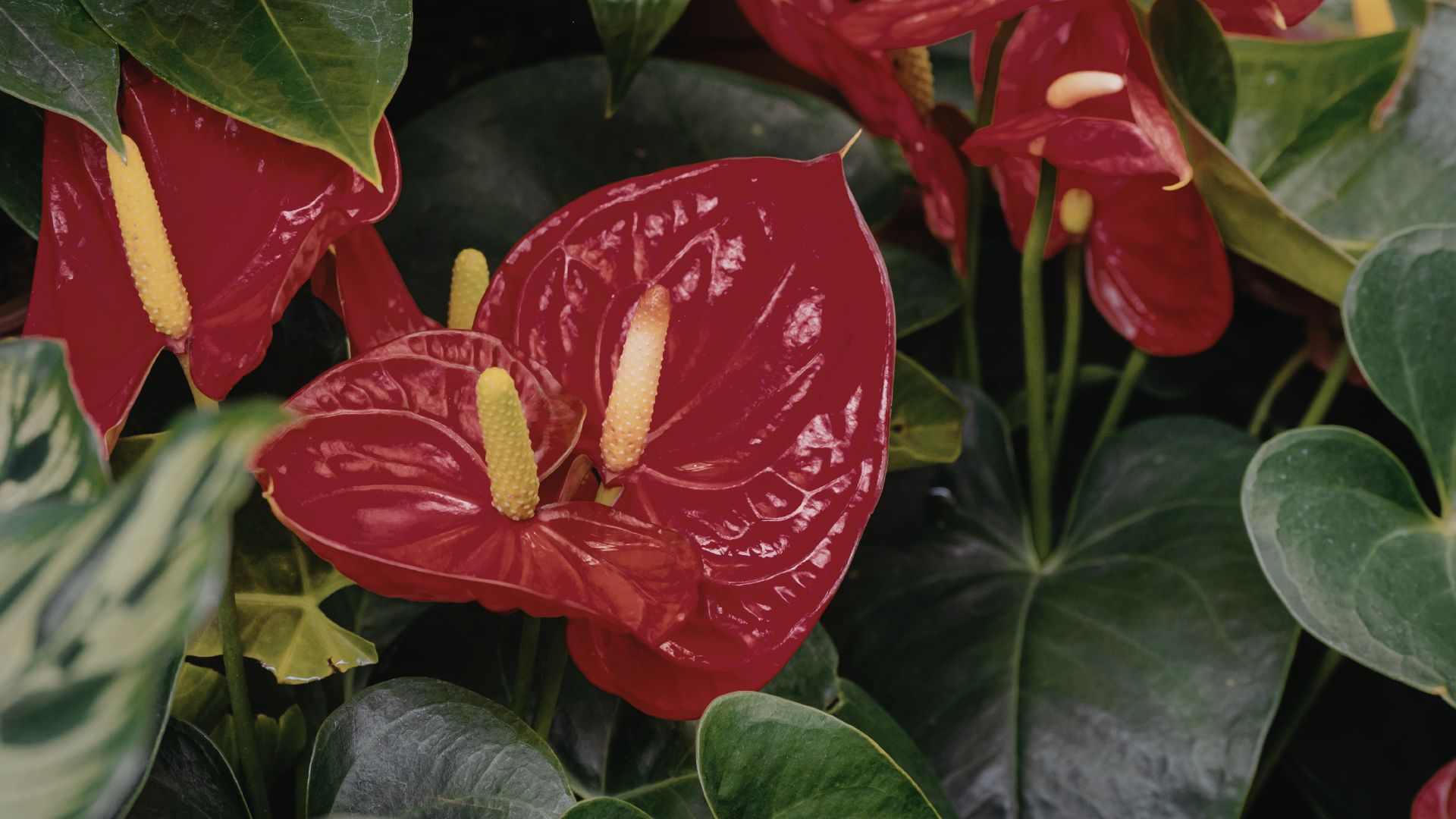Comment faire refleurir un anthurium