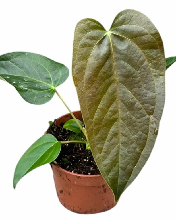 anthurium queen of heart M