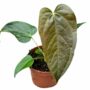 anthurium queen of heart M
