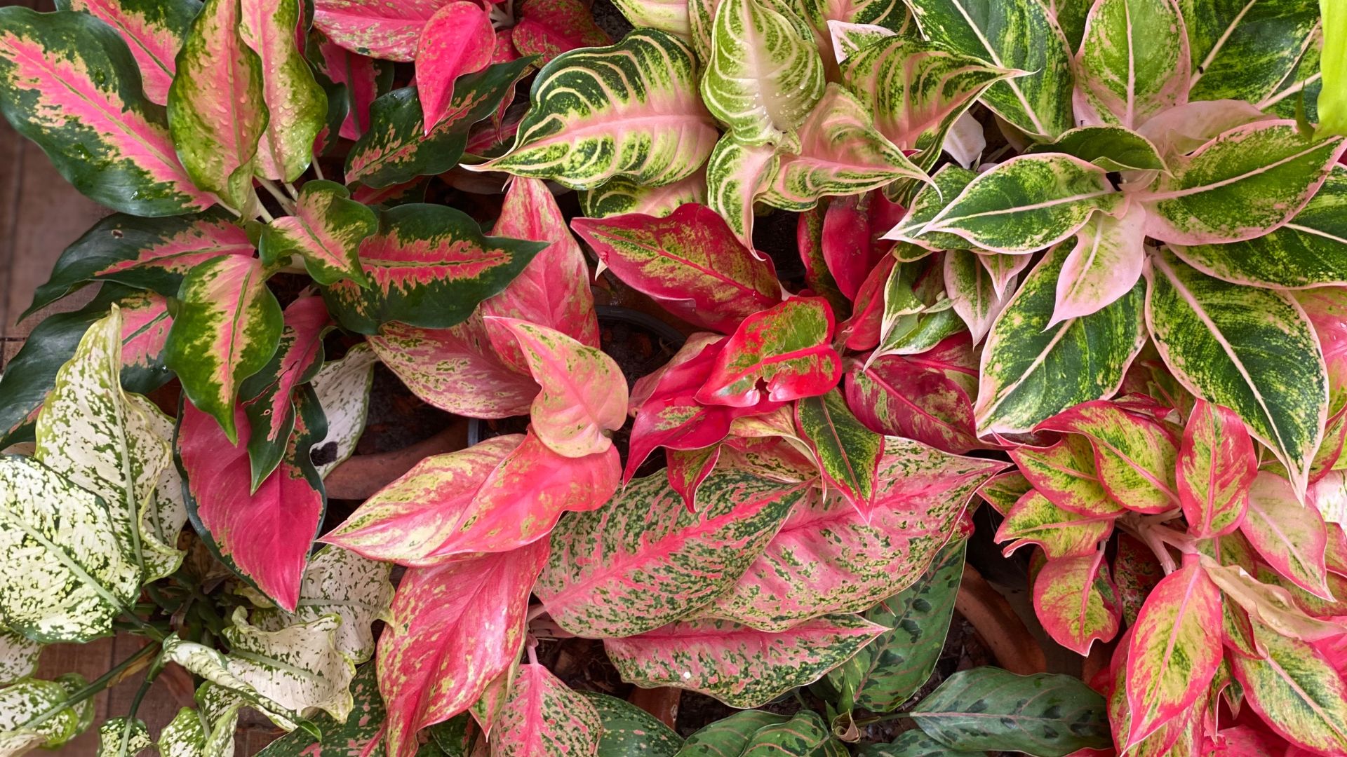 comment entretenir une aglaonema ?