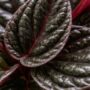 Peperomia caperata Montevideo