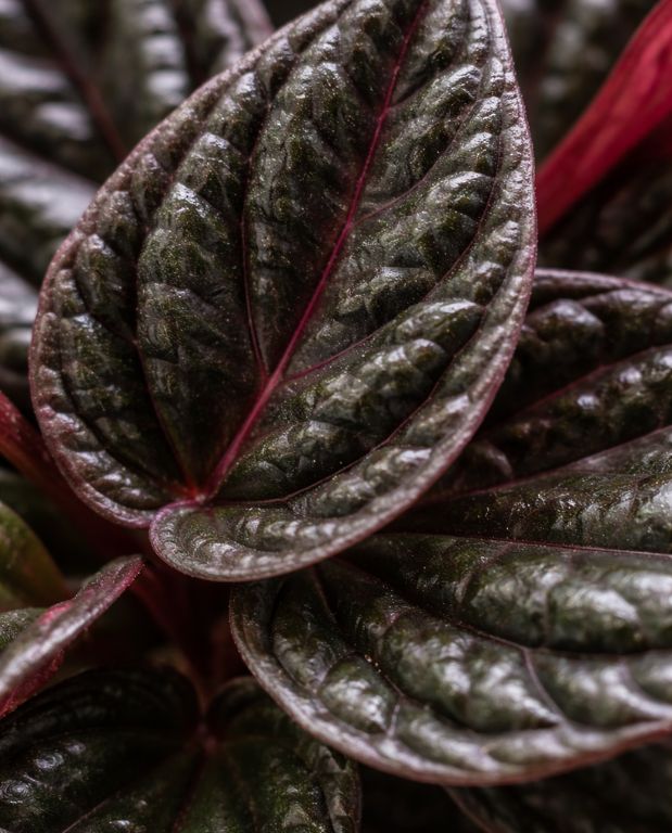 Peperomia caperata Montevideo