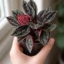 Peperomia caperata Montevideo