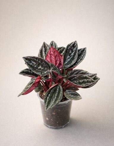 Peperomia caperata Montevideo