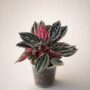 Peperomia caperata Montevideo