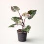 Philodendron red anderson M