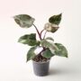Philodendron red anderson M