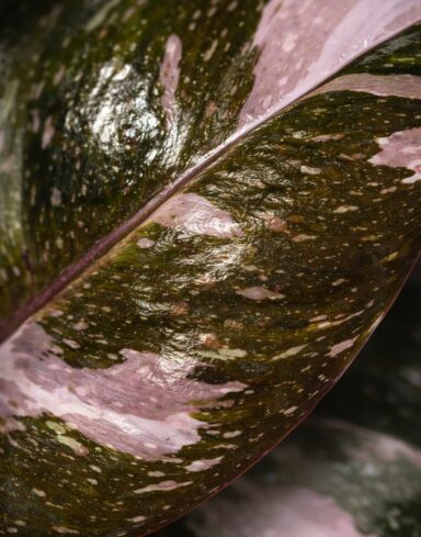 Philodendron Red Anderson alternative