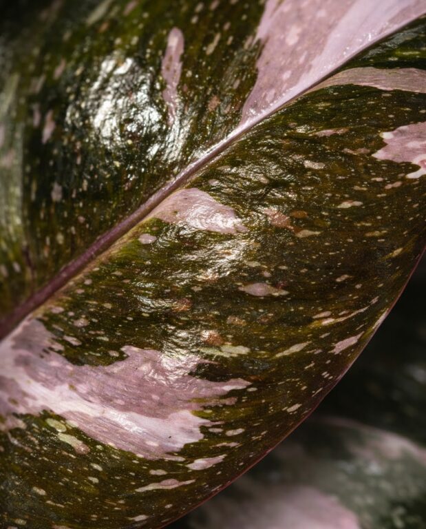 Philodendron red anderson M