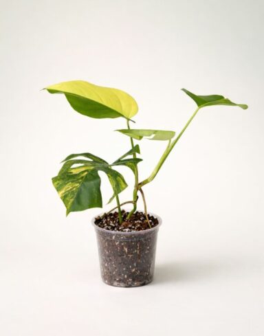 Monstera Deliciosa Aurea