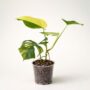 Monstera Deliciosa Aurea