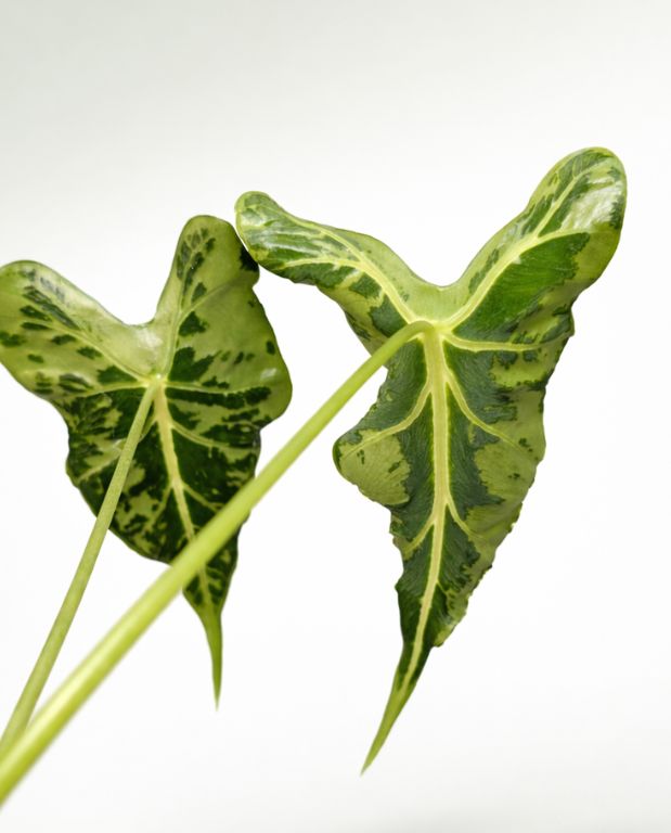 Alocasia Frydek Tattoo