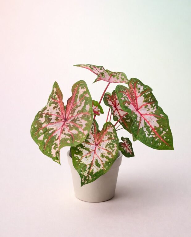 Caladium Carolyn Whorton