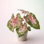 Caladium Carolyn Whorton