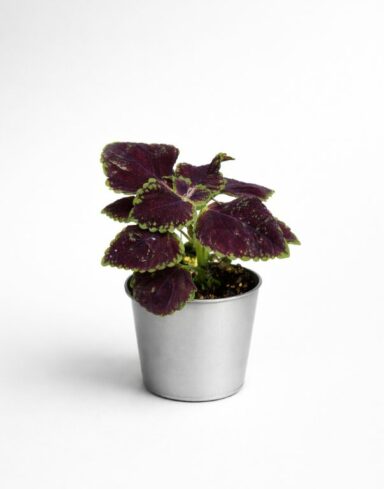 Coleus Abbey Road