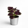 Coleus Abbey Road