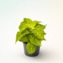 Coleus River Walk