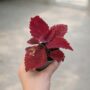 Coleus Second Street