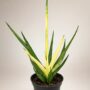 Sansevieria Comet Chrysantha Lemon