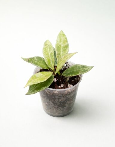 Hoya Lacunosa Snow Leopard