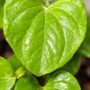 Dioscorea Elephantipes - Pied d'éléphant - Plante Tortue