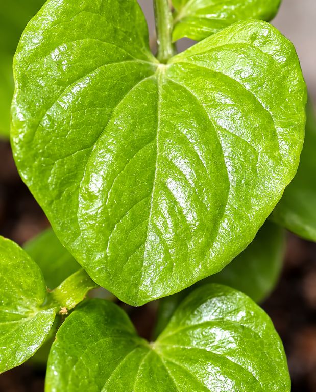 Dioscorea Elephantipes - Pied d'éléphant - Plante Tortue