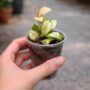 Hoya Heuschkeliana Variegata