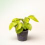 Schefflera Actinophylla Golden Amate