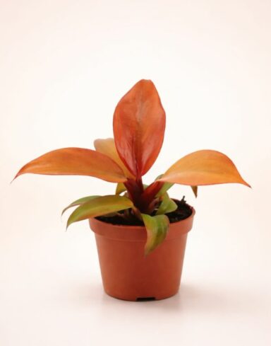 Philodendron McColley’s Finale