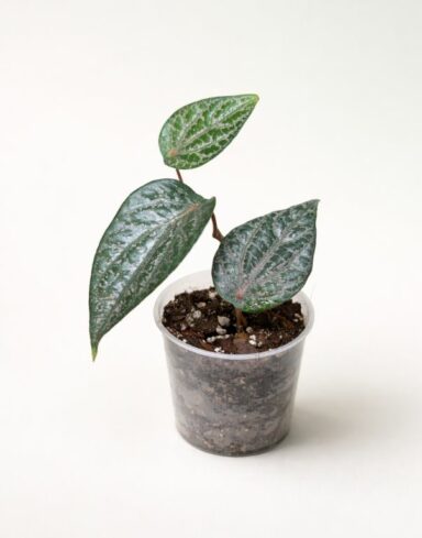 Piper ornatum - poivrier ornemental