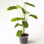 Maranta leuconeura Noid