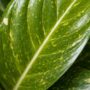 Aglaonema Apple Green