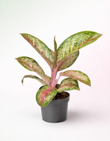 Aglaonema Painted Celebration alternative